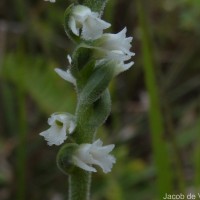 Spiranthes australis (R.Br.) Lindl.